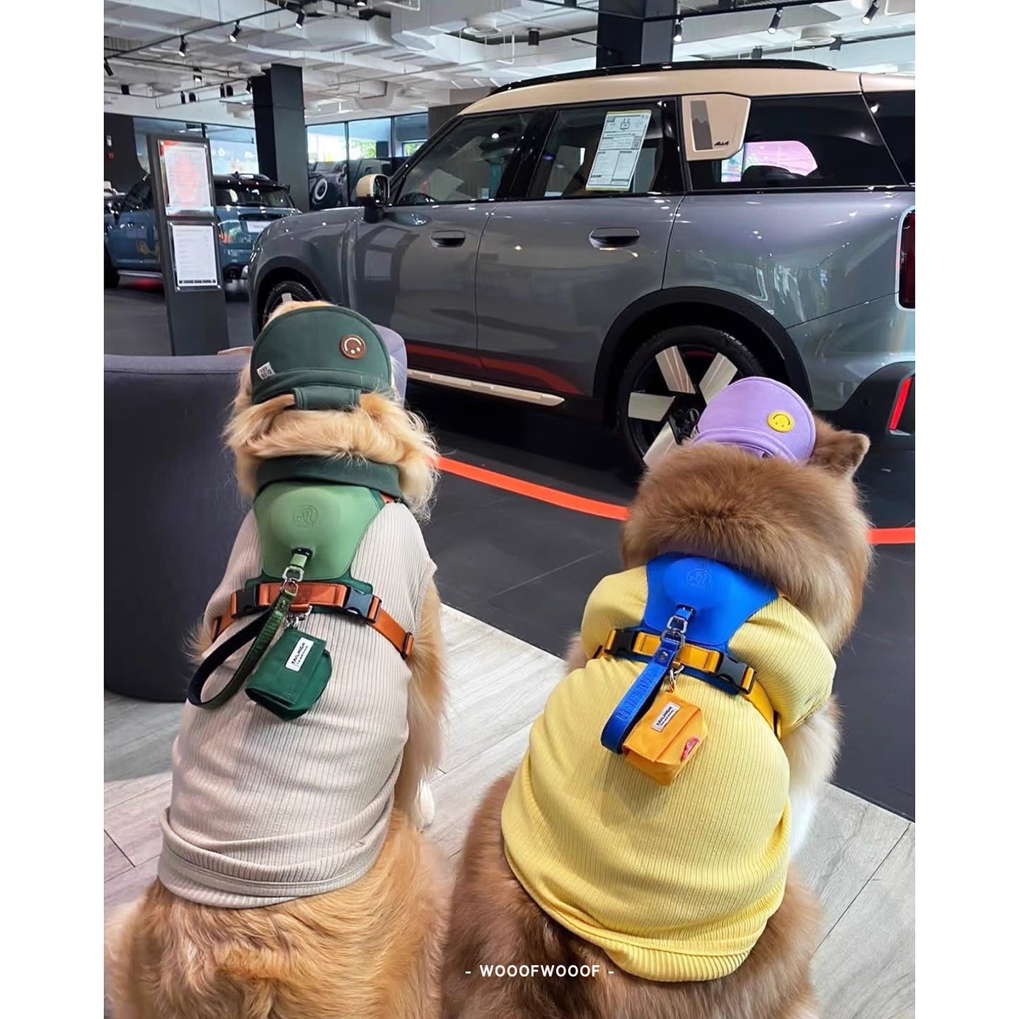 TAILHIGH Imported from Korea — All-in-One No-Pull Harness and Leash Set for Small, Medium, and Large Dogs and Cats