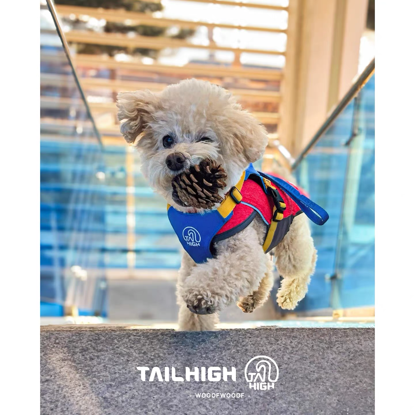 TAILHIGH Imported from Korea — All-in-One No-Pull Harness and Leash Set for Small, Medium, and Large Dogs and Cats