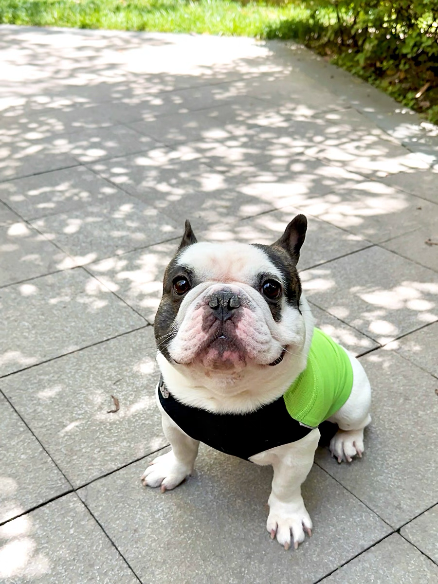 PEBOT Cooling Dog Vest – Anti-Heat Summer Mesh Shirt